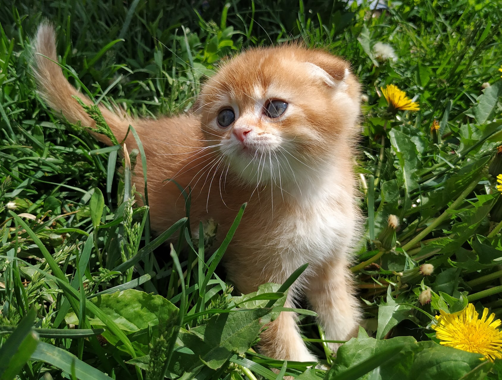 Весна, цветы, красота