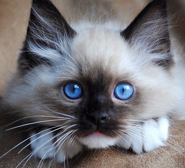 Эти глаза напротив