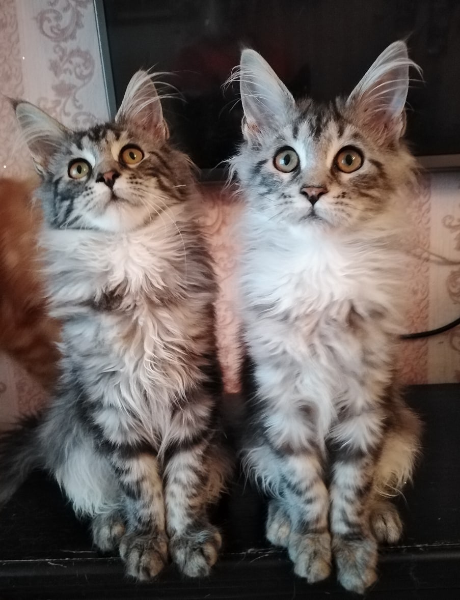 Вы говорите, мы послушаем, но сделаем так, как захотим