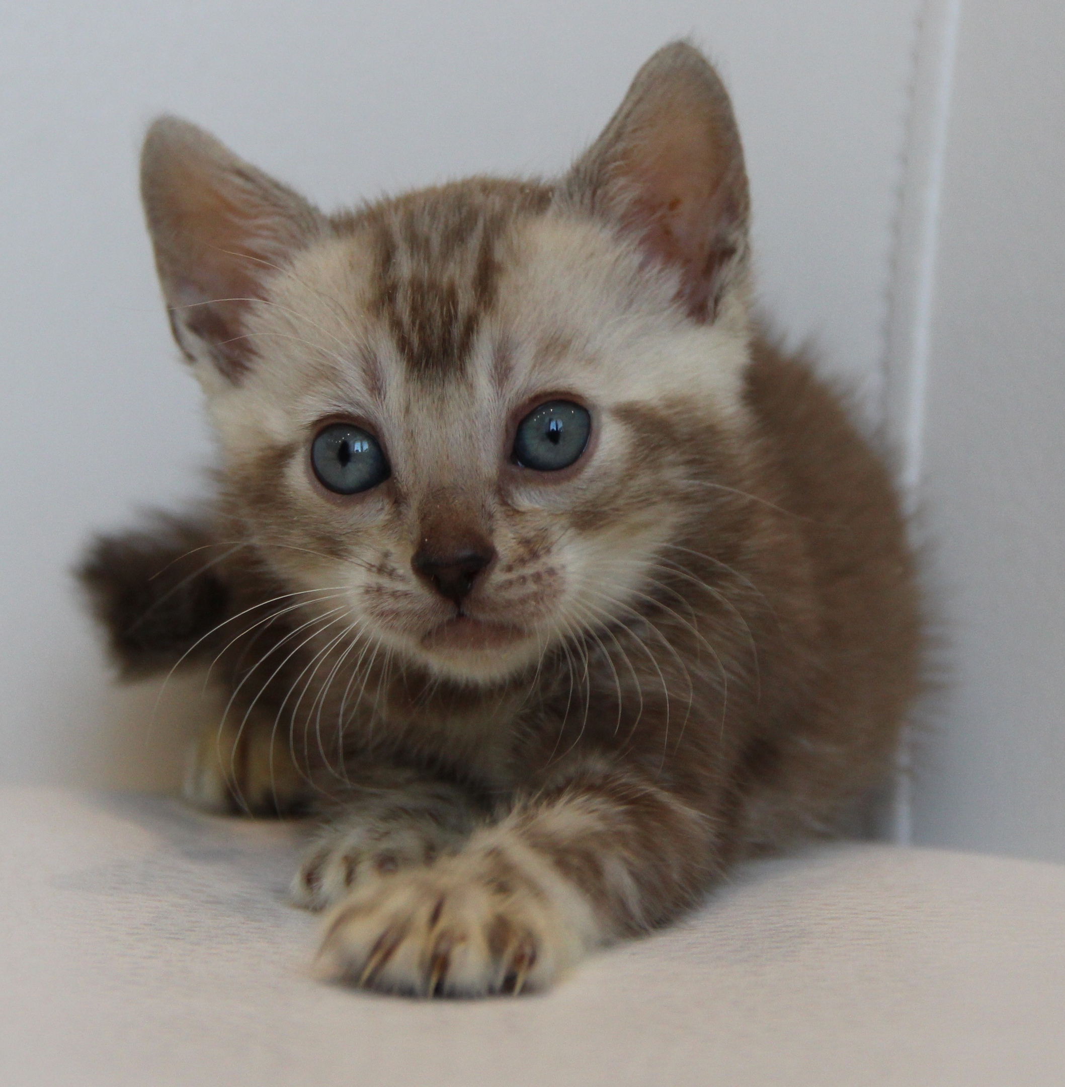 А я тут, тихонько ждал, когда вы проснётесь