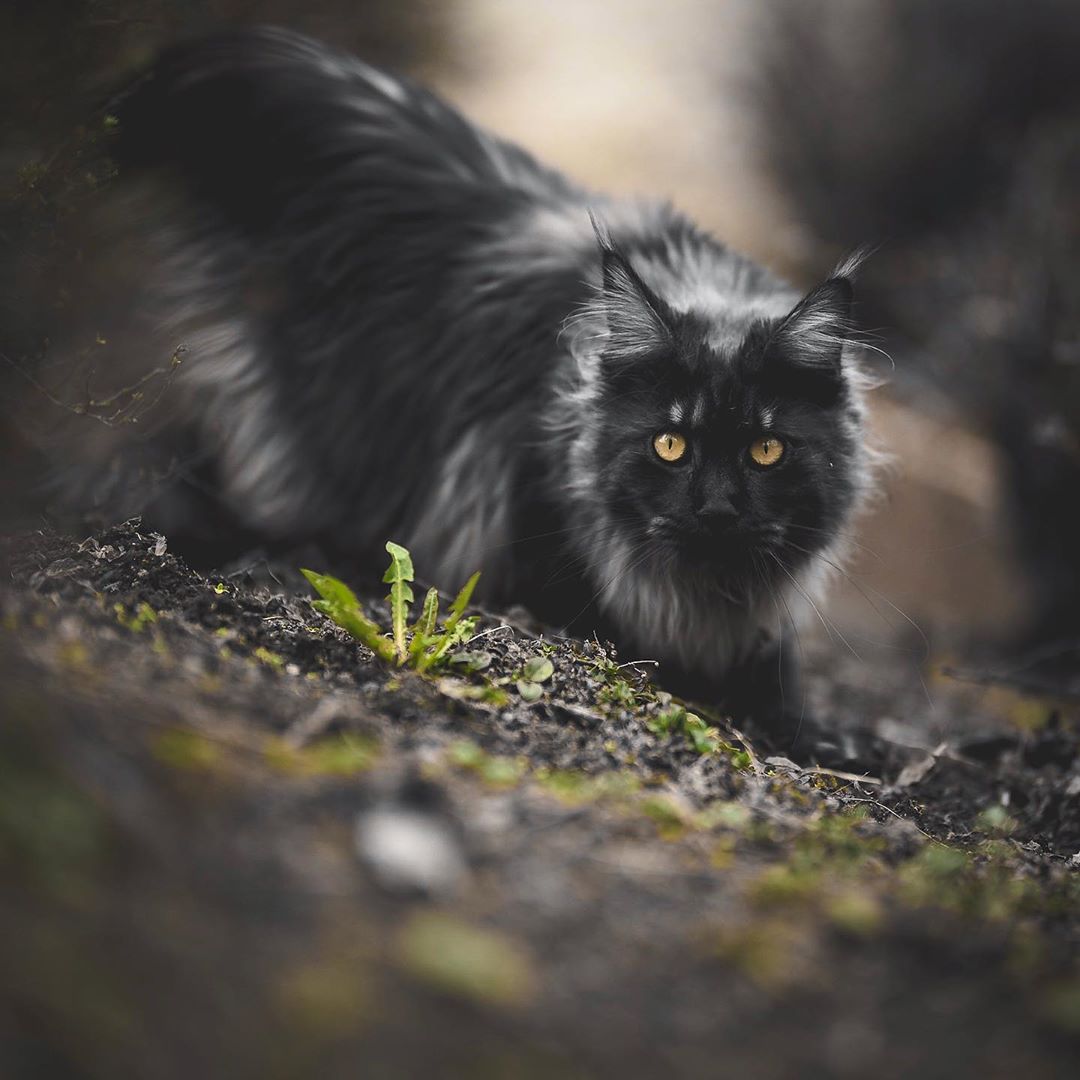 Пока не нагуляюсь, домой не вернусь