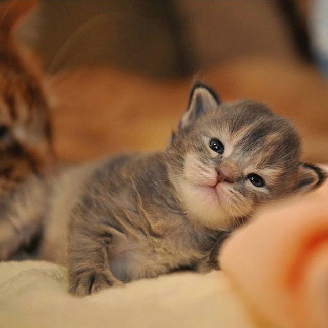 Необходима подзарядка, в виде сна