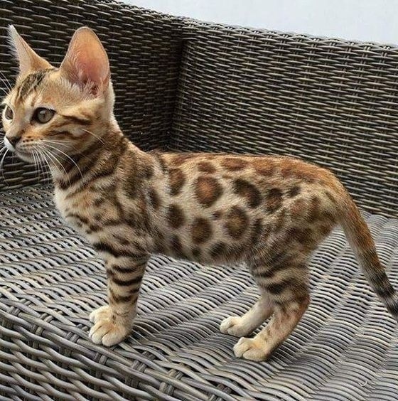 Я тут кресло сторожу, никого не подпущу