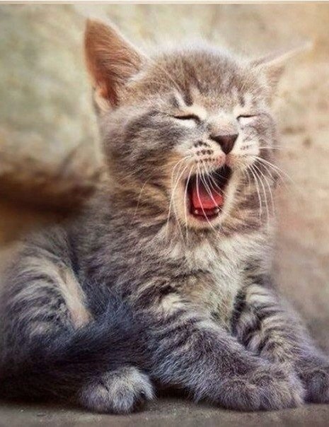 Утро какое, зевучее