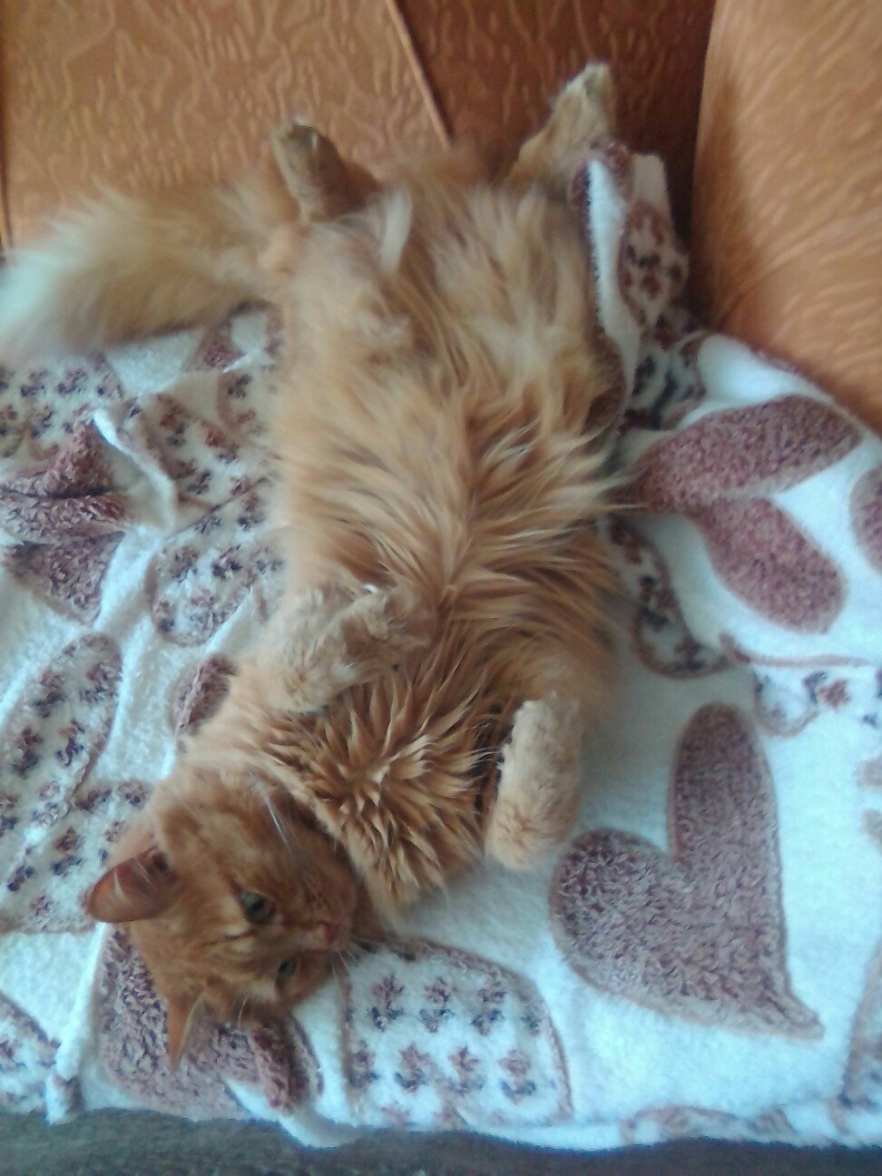 Хочу валяться животиком кверху и всё