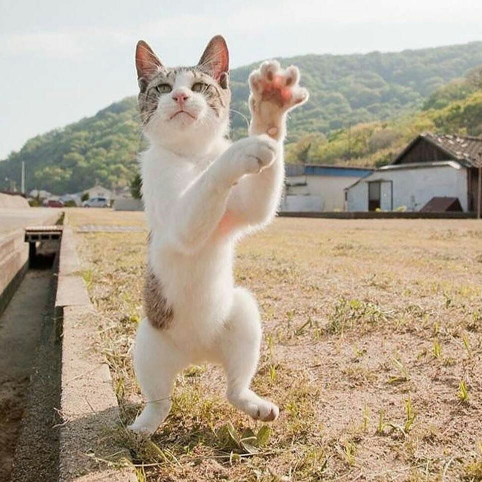 Проходите, гости дорогие