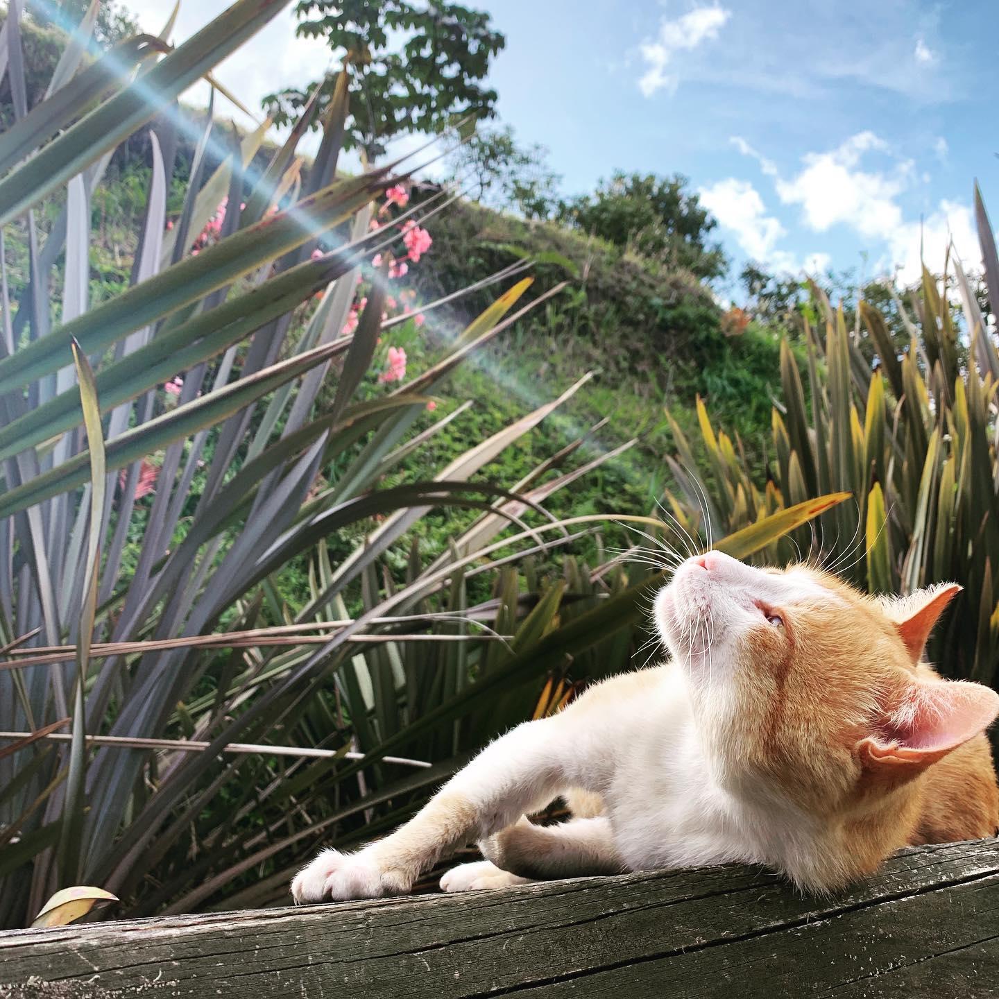 Солнце лучиком коснулось