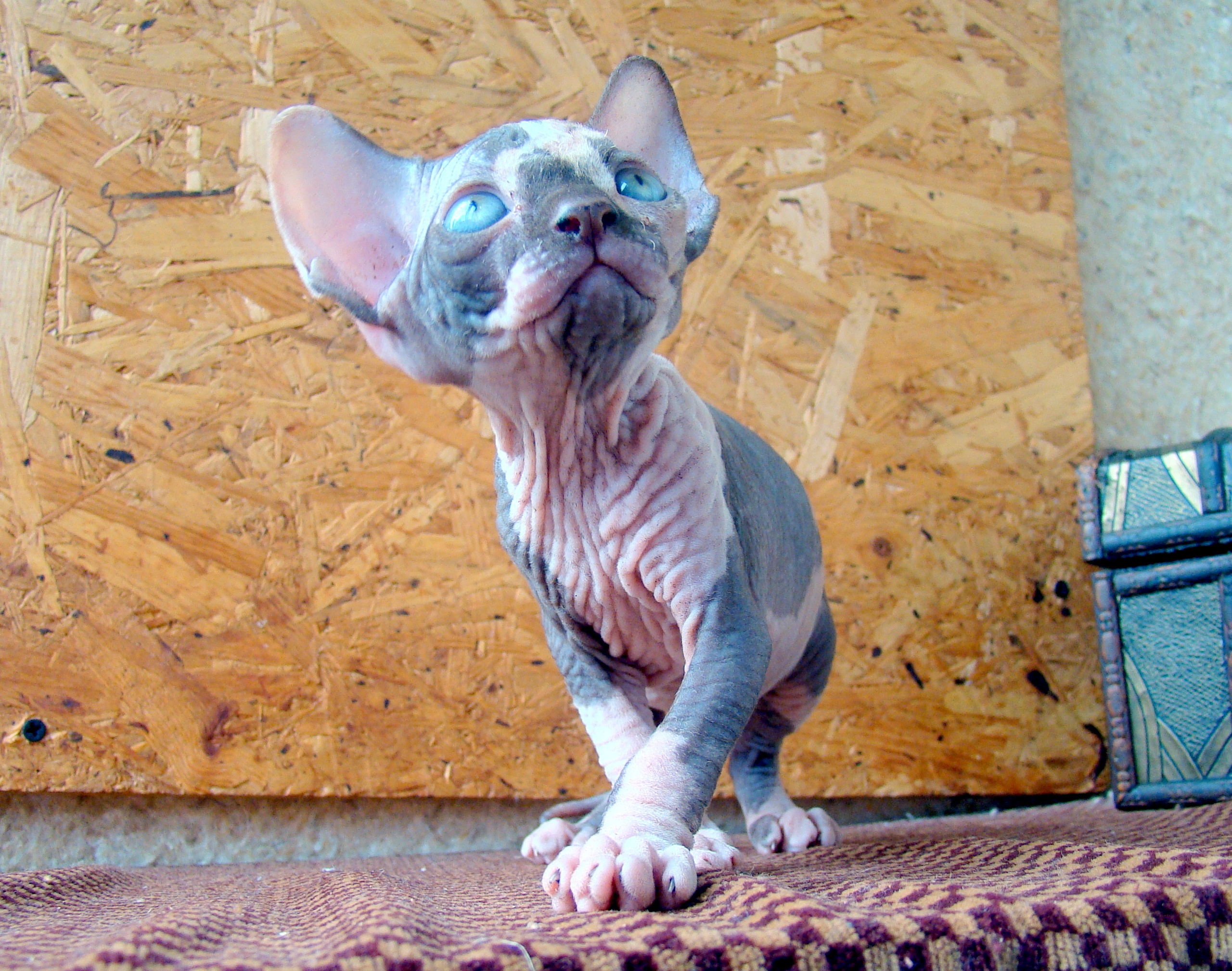 У меня красивая походка