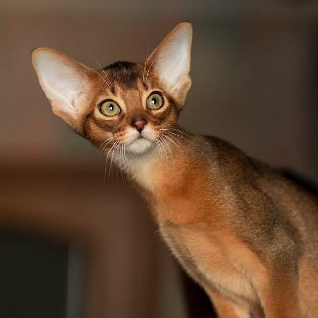 Кто, что, делает без меня