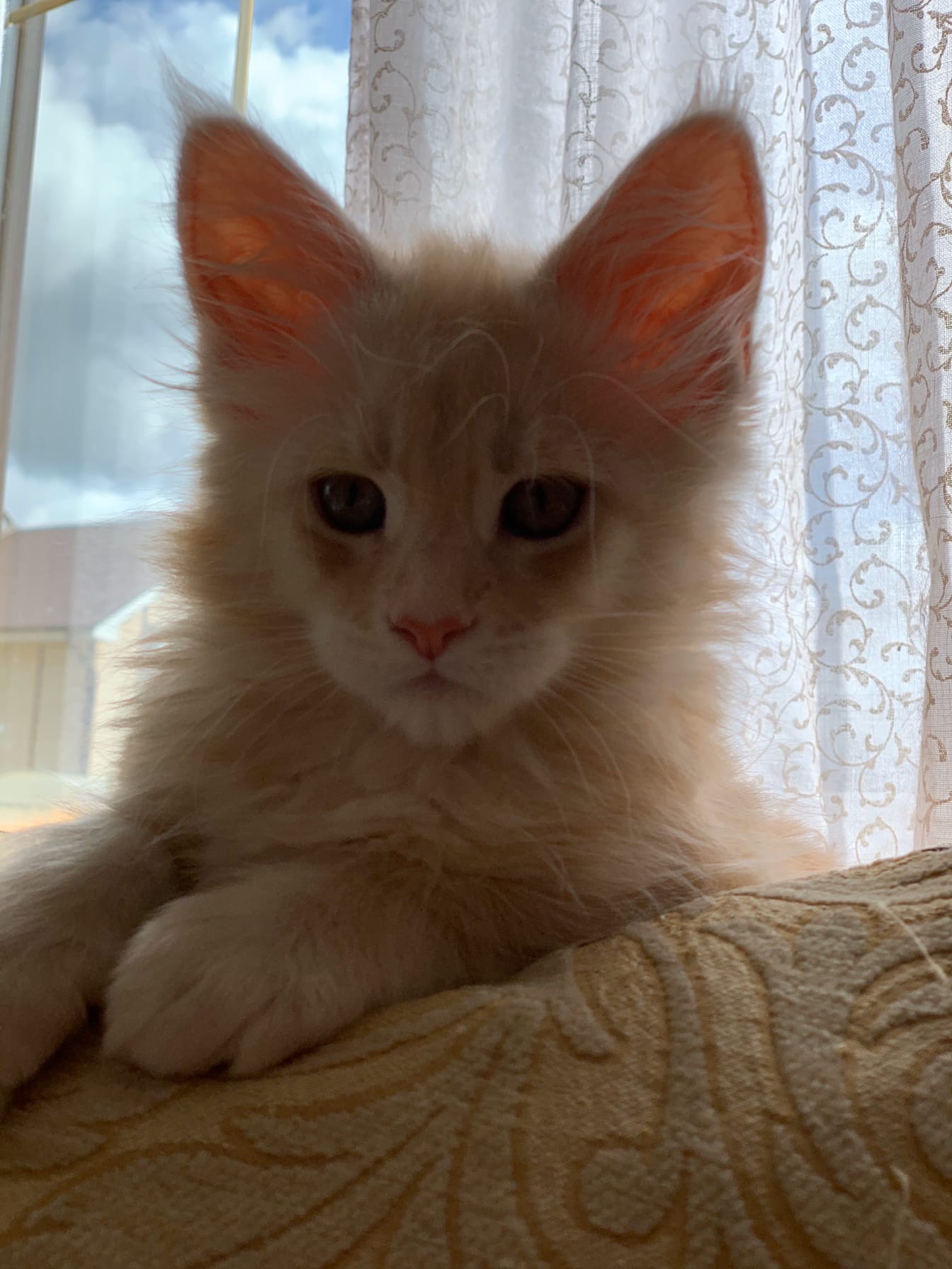 Я вас так ждал, я так скучал