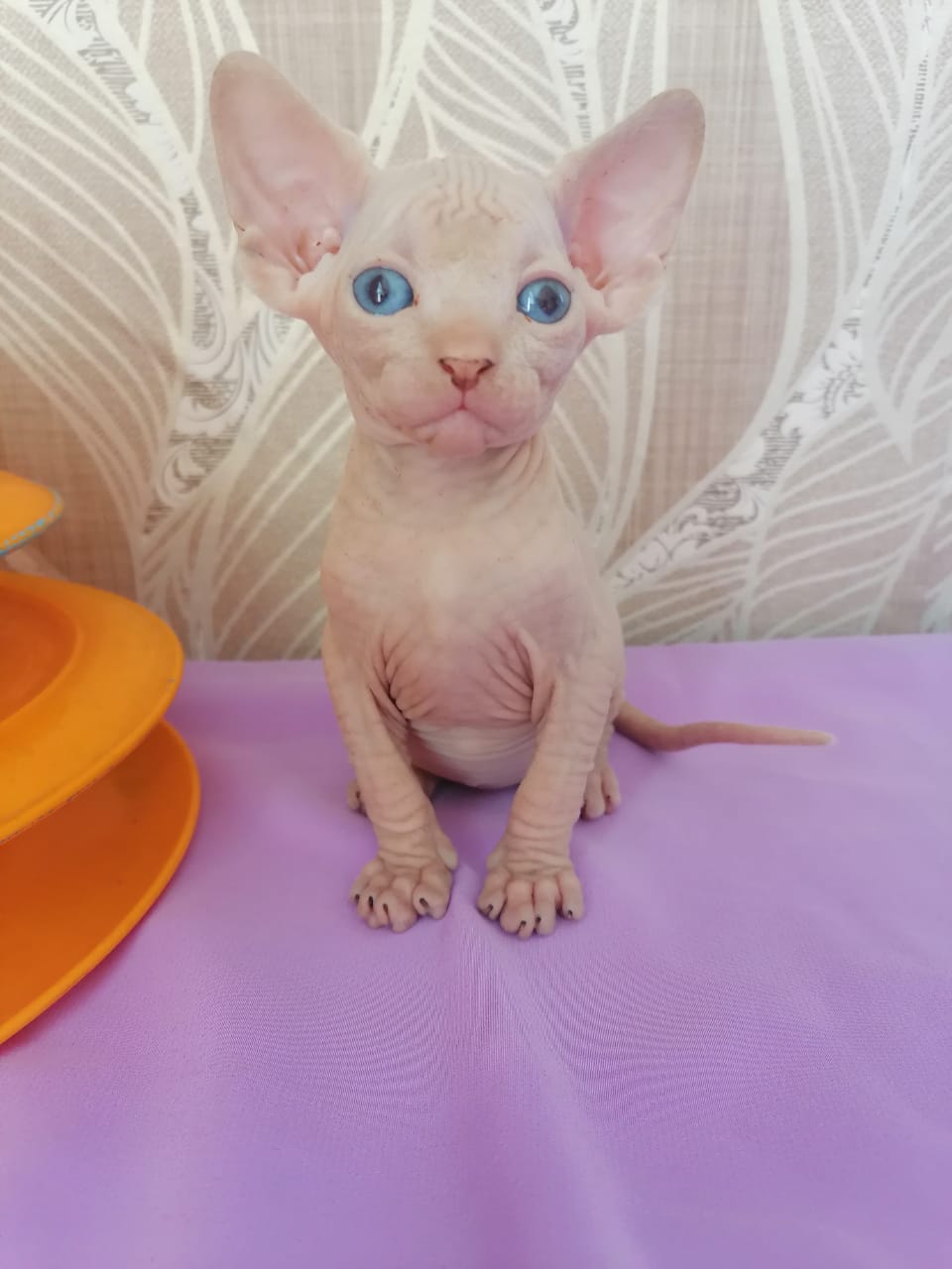 Раз все сегодня дома, организовывайте мой досуг