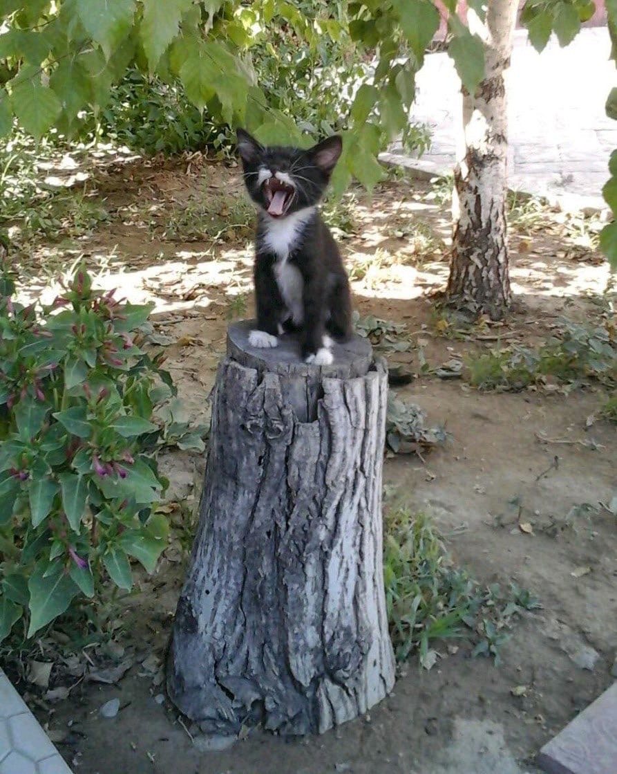 На пенёчке я сижу, мамку громко я зову