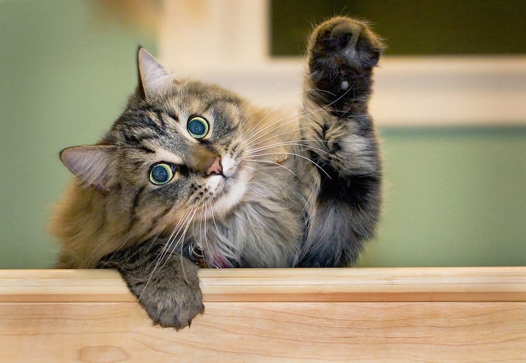 Пока, до вечера