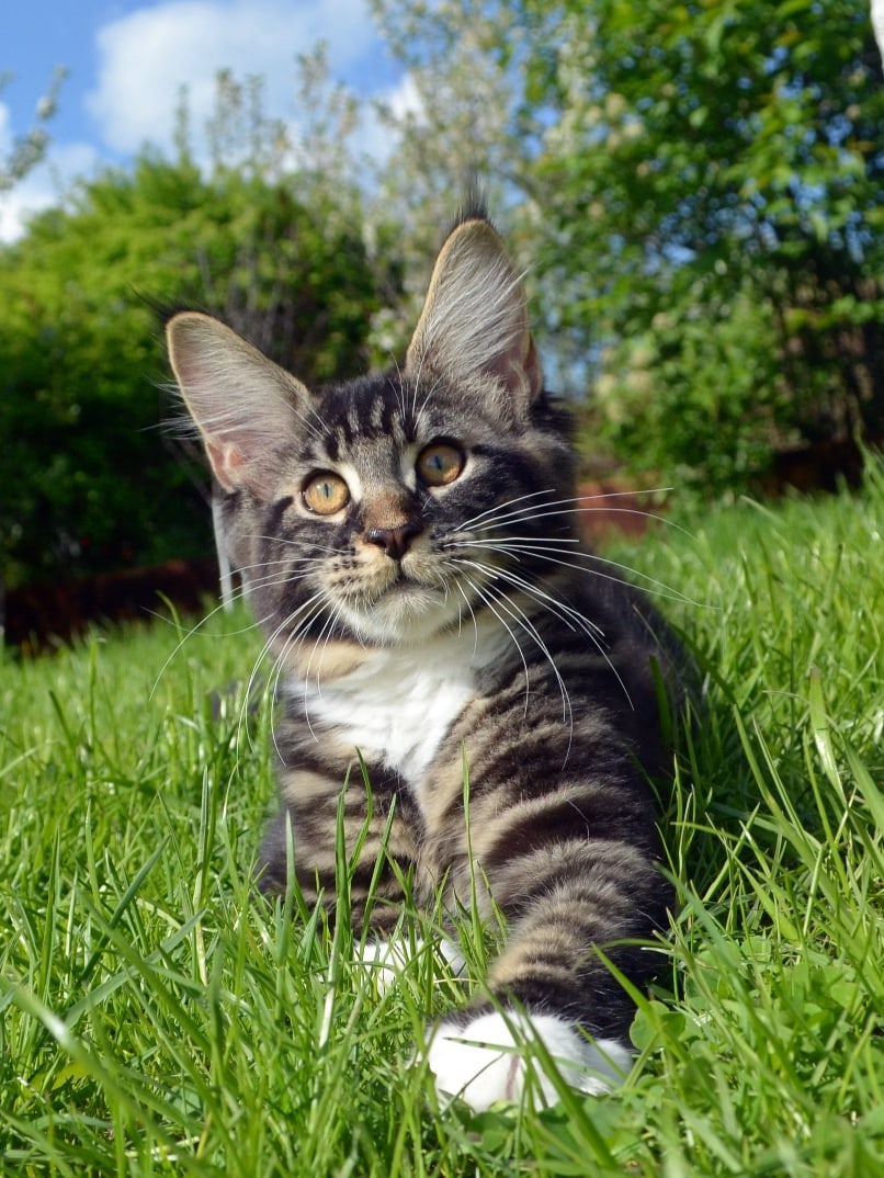 Я по травочке, скачу