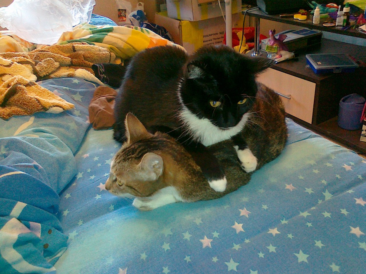 Лежи смирно, хозяйка позовёт, тогда побежишь