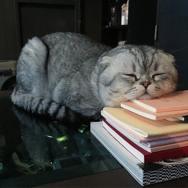 Ученье - свет, который утомляет