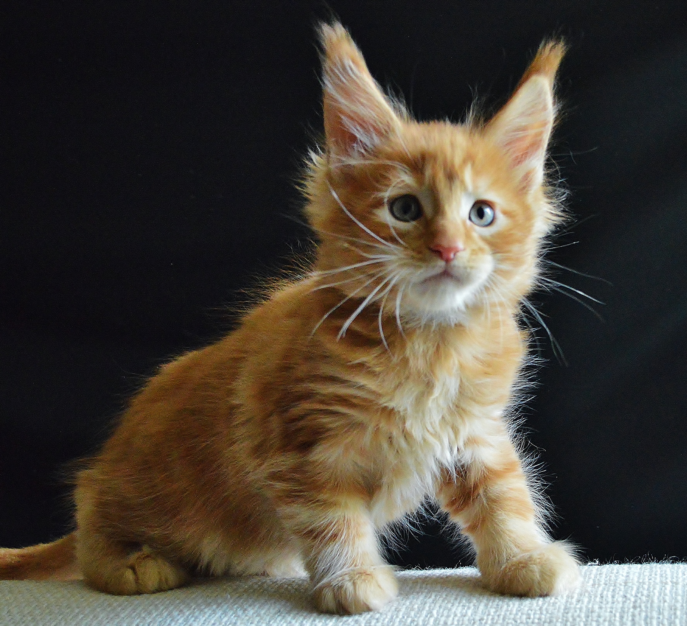 Я встал и сейчас приду к вам