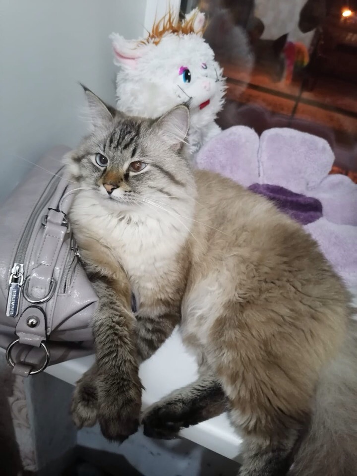 Сумку не дам, никуда не пущу, ночь потому что