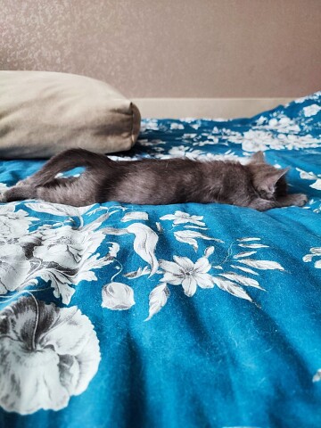 Марш - бросок в сновидения