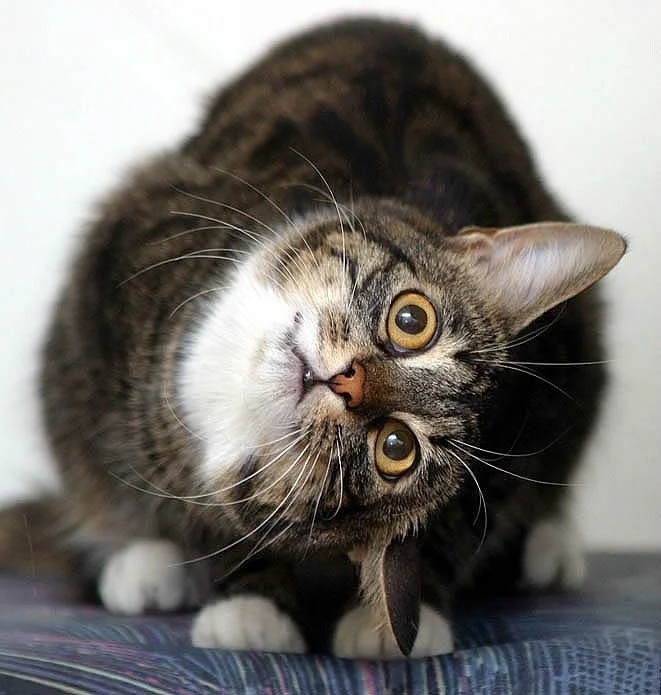 А что, вкусненького вы мне принесли