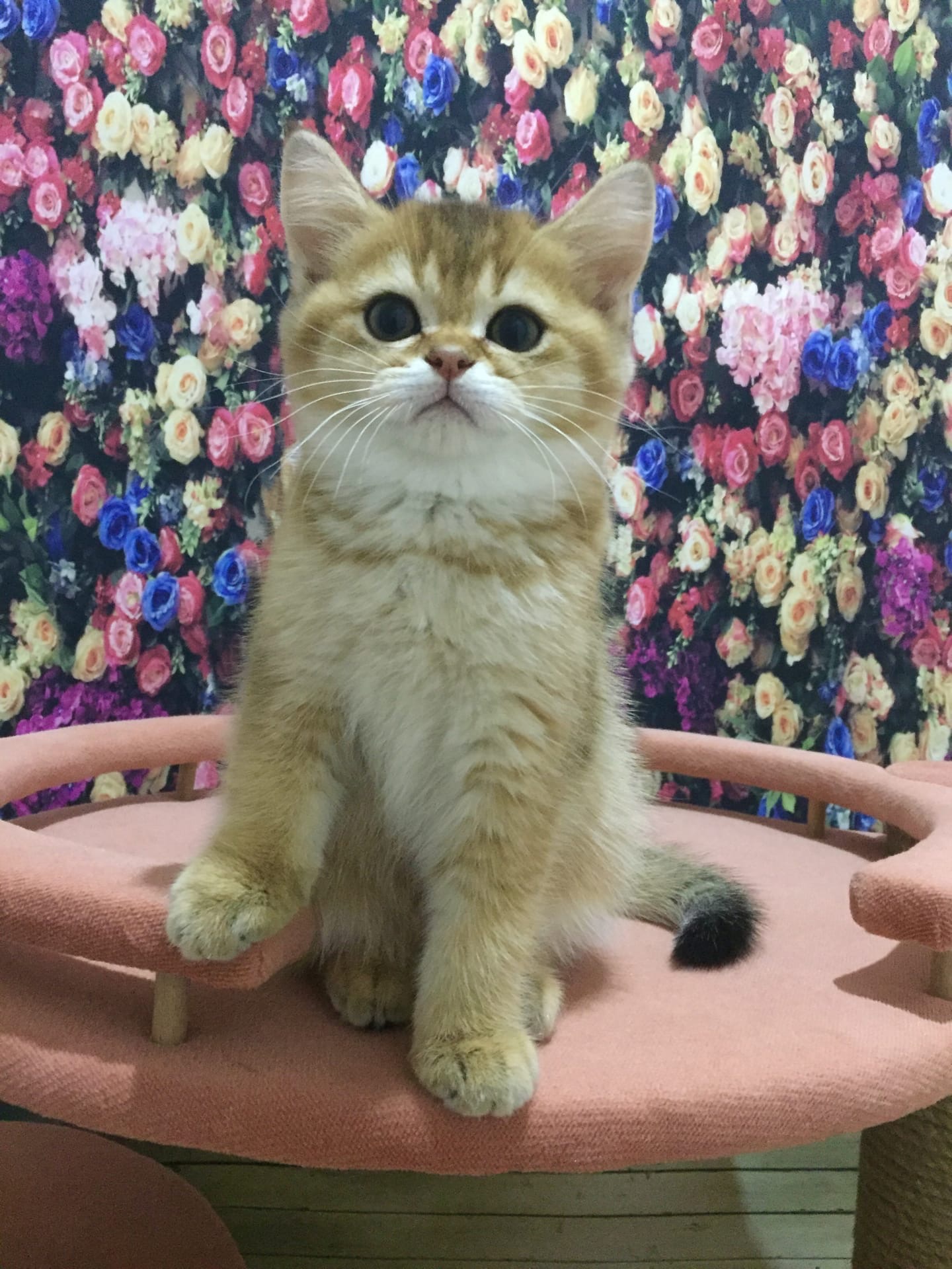 Игрушку новую мне принесли