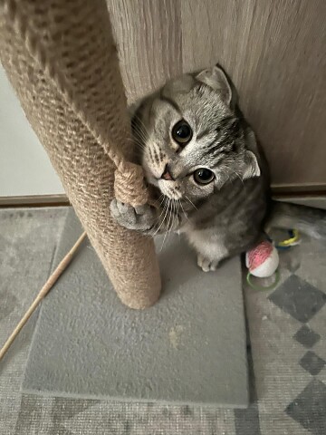 А я тут с игрушками балуюсь