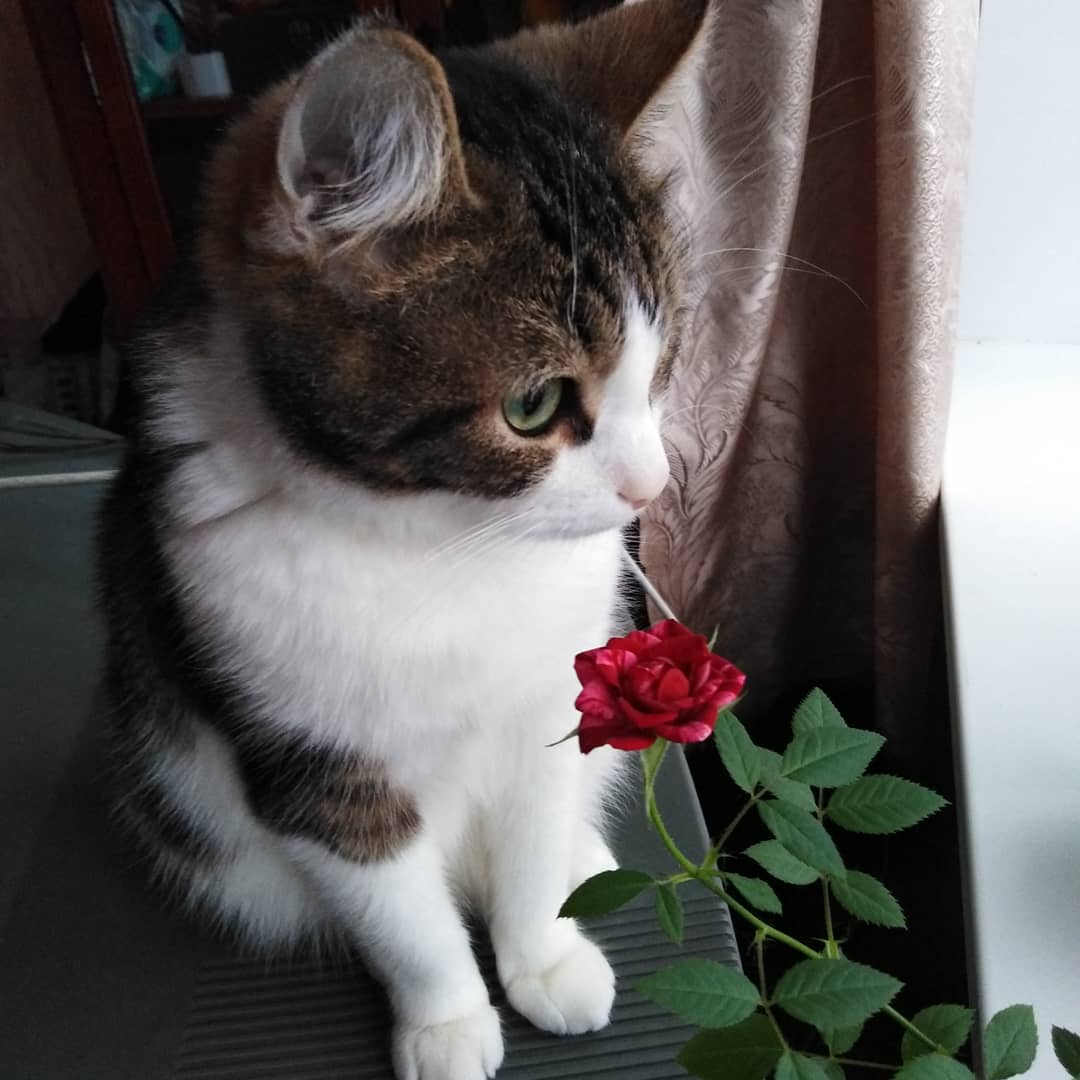 Цветочек расцвёл, а трогать нельзя