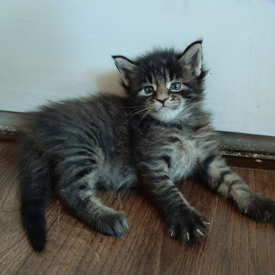 Боевой парень