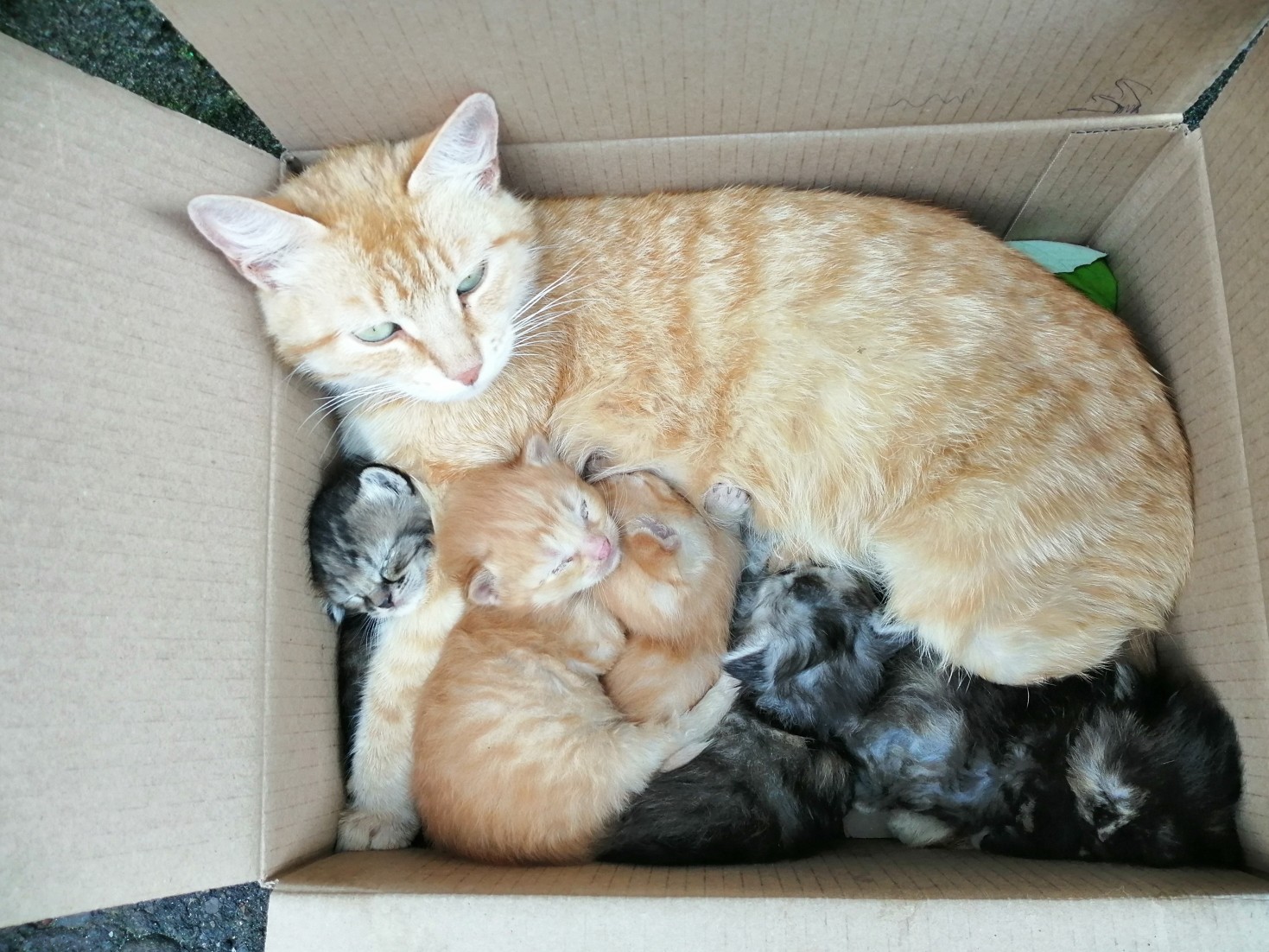 Нам бы коробку побольше, а то тесновато тут