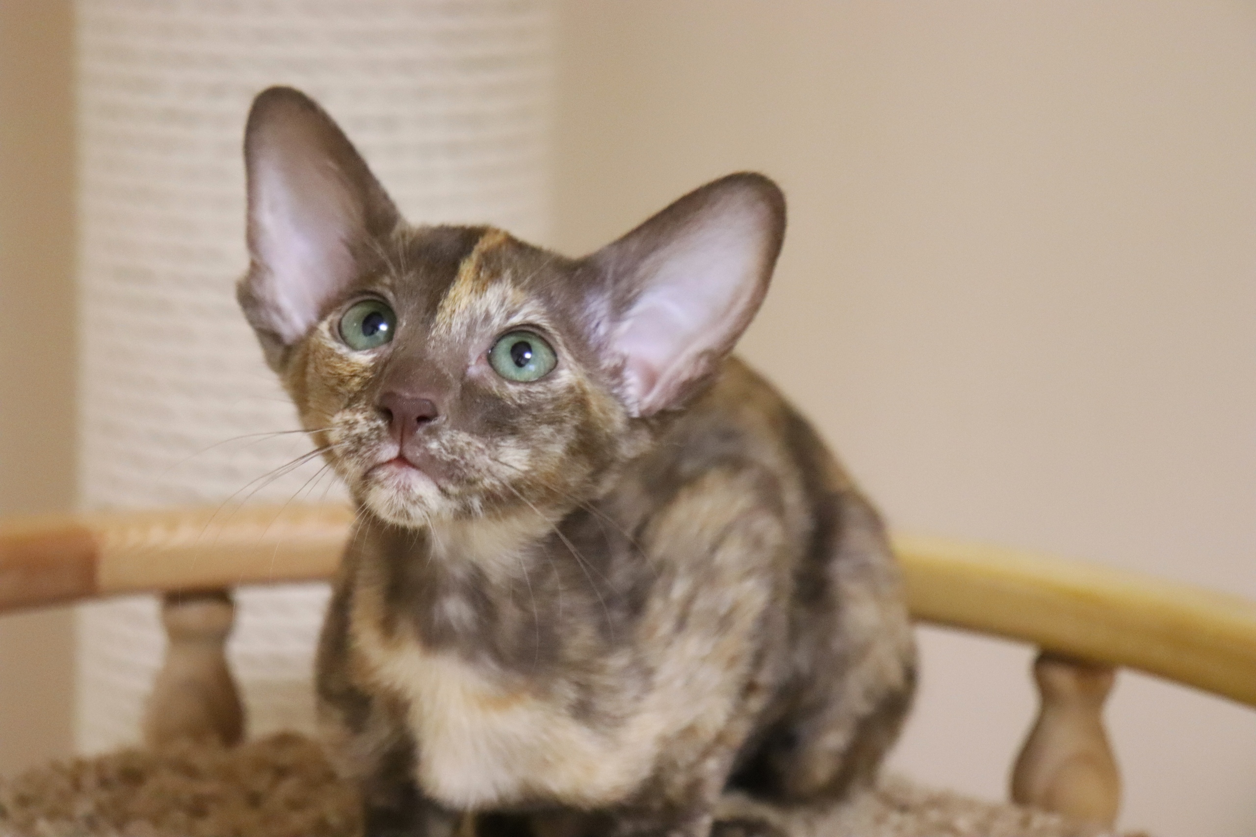 Я вела себя хорошо, где мои гостинцы