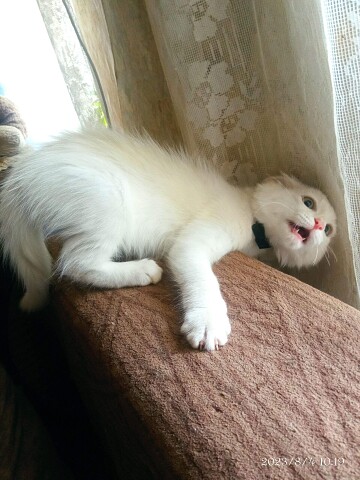 Живым не сдамся