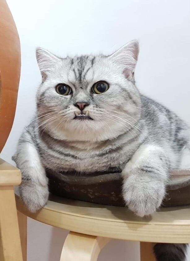 Зубкам хочется чего - нибудь погрызть, долго мне завтрак ждать