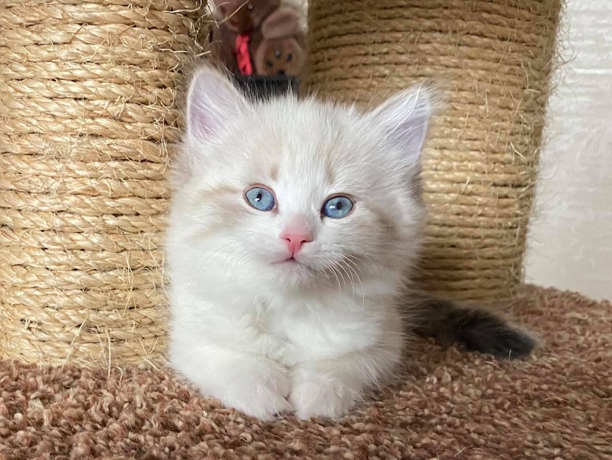 Смотрю на вас - хозяева и любуюсь