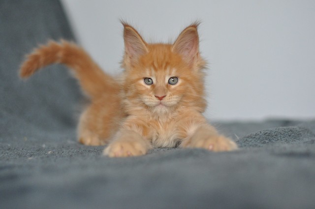 С виду я маленький, но смелый как лев