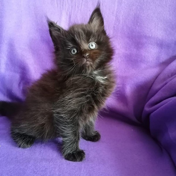 Расчесали, а усы поправить забыли