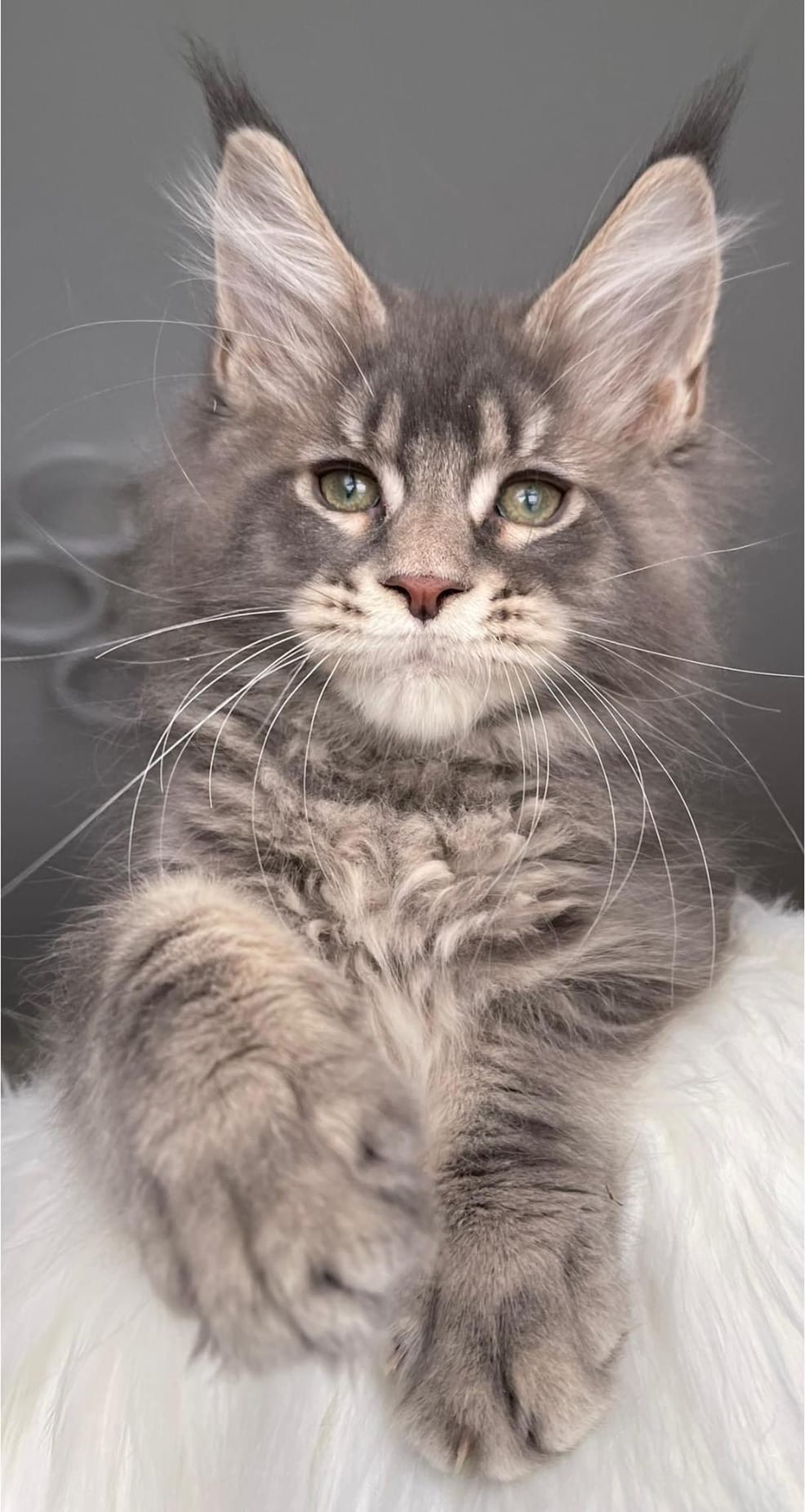 А давайте, будем целый день валяться в мягкой постельке