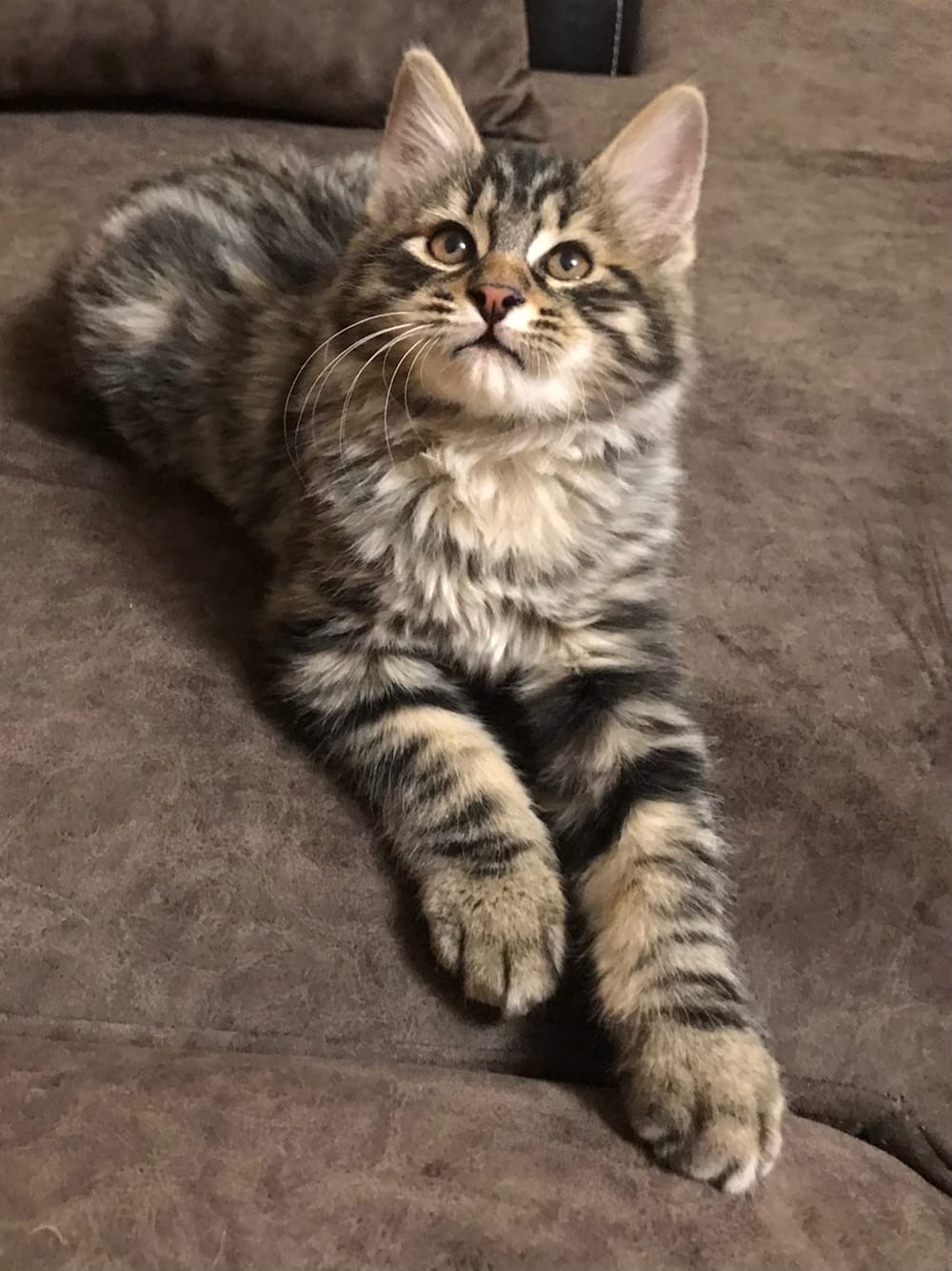 Я не только красивый, но и умный