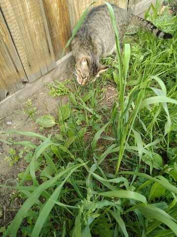 Надо травы поесть, пока хозяева не скосили