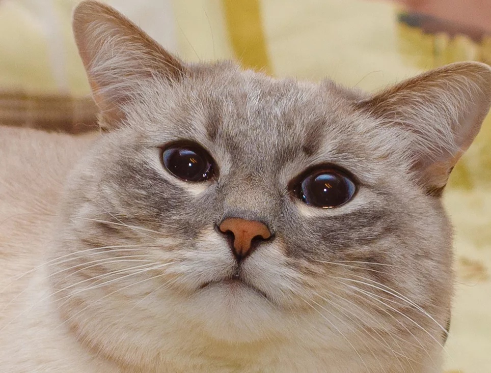 Жарко, кто бы мне мороженку принёс