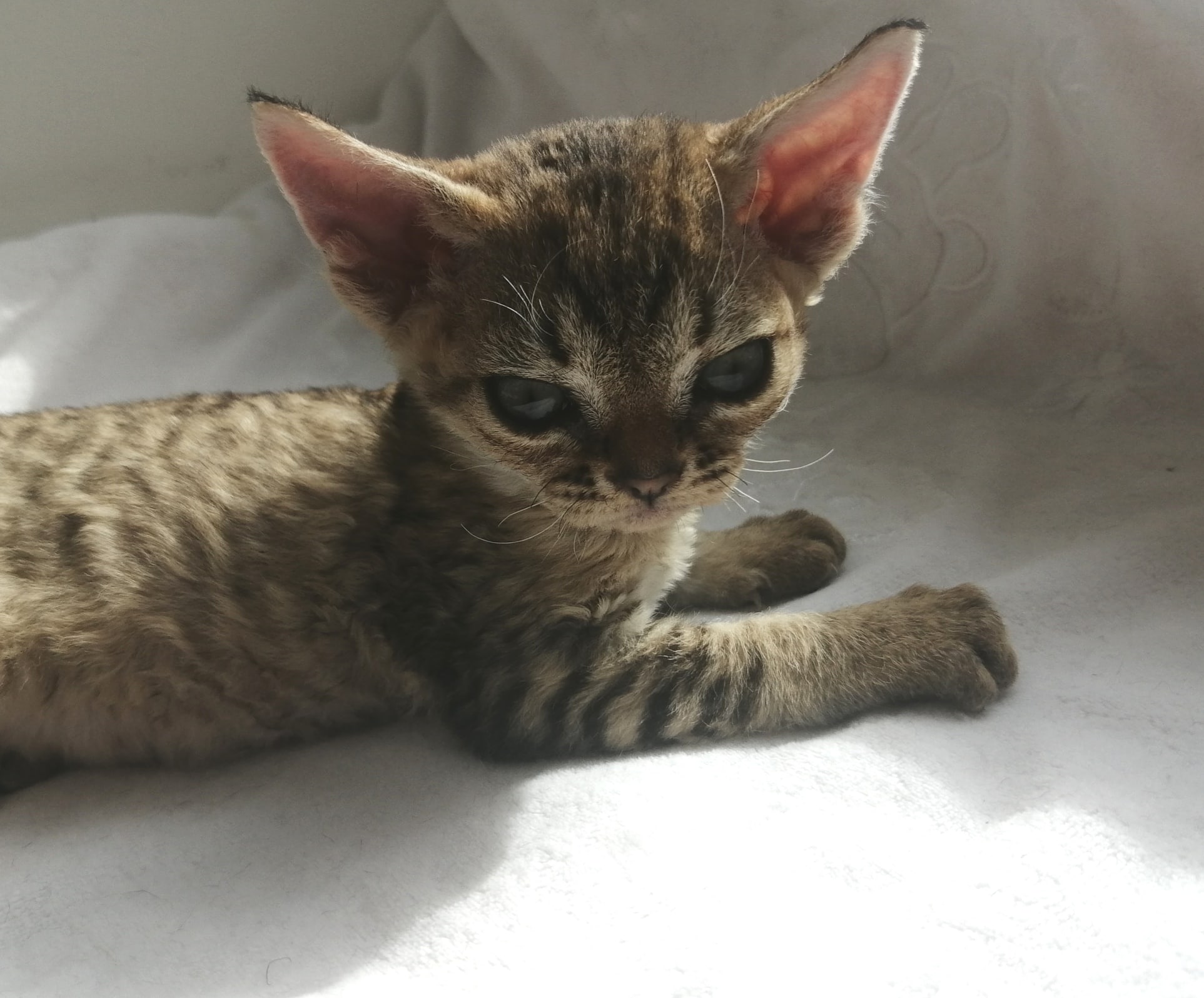 Рано солнышко встаёт, да и спать мне не даёт