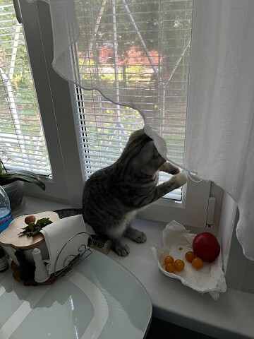 А я тут, жалюзи открываю