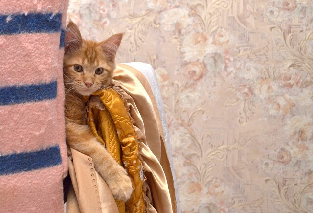 А, вот я и проснулся