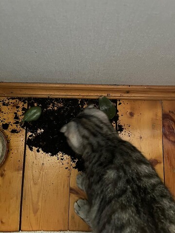 Ещё один цветок отправлен в полёт