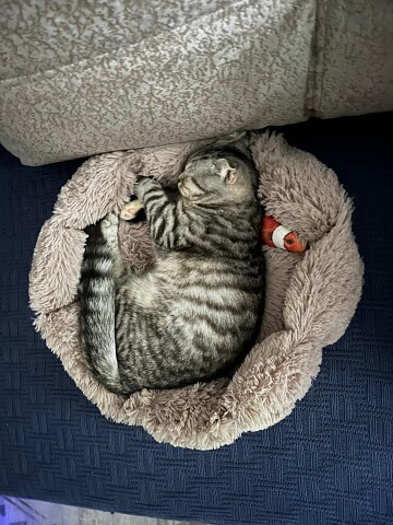 Во сне, чисто ангелочек