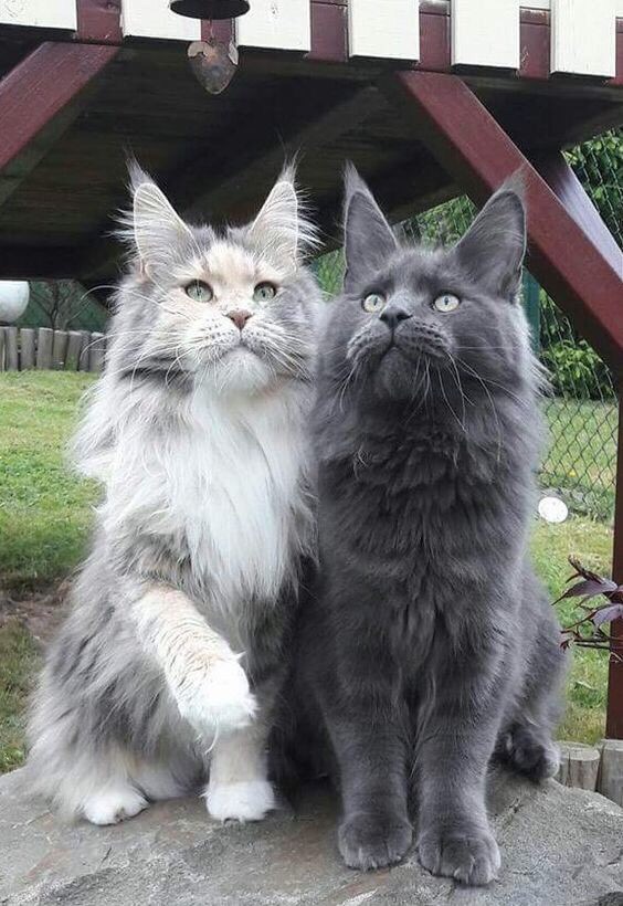 Смотри, как плывут облака