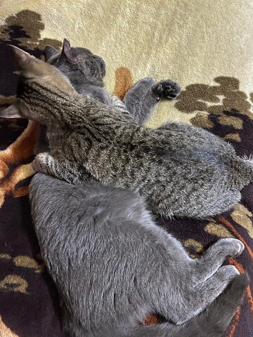 Упали без задних лап и уснули