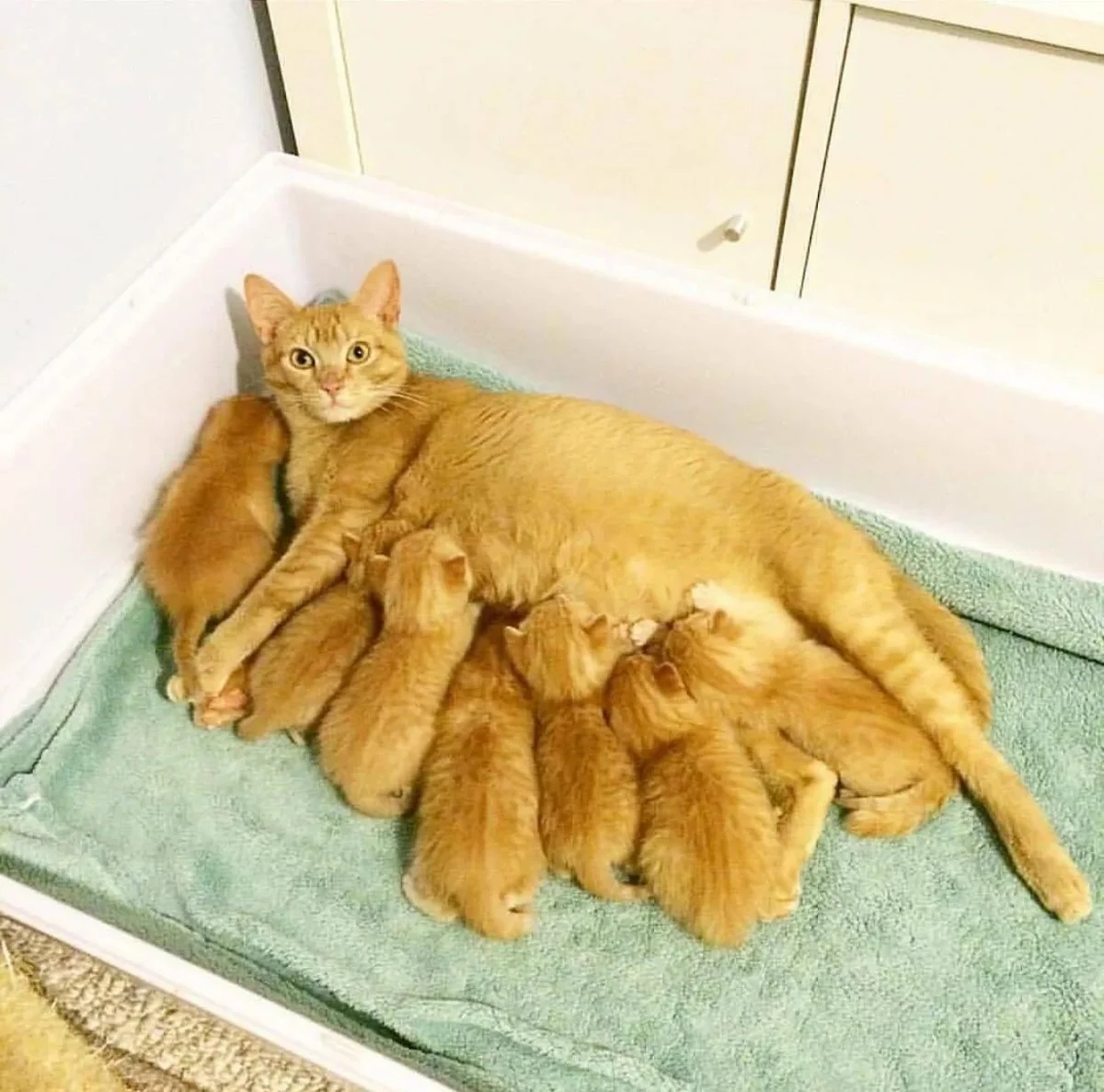 Завтрак мне приготовьте, детей покормлю и приду