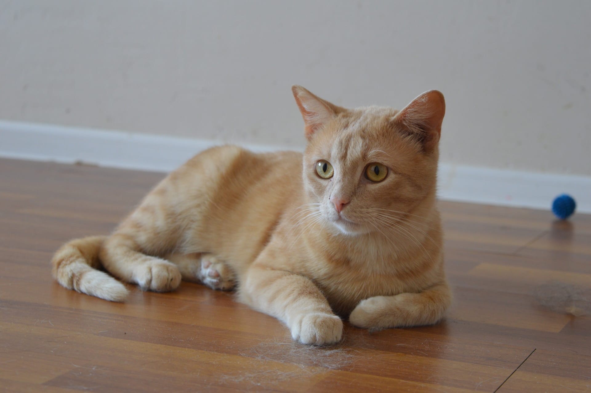 Сегодня банный день, а я не хочу купаться