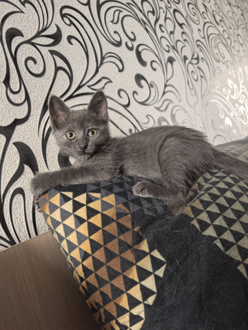 Новый член семьи - Жорик