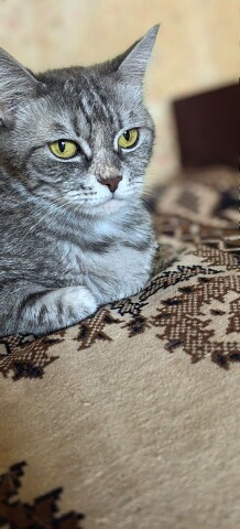 Важная дама